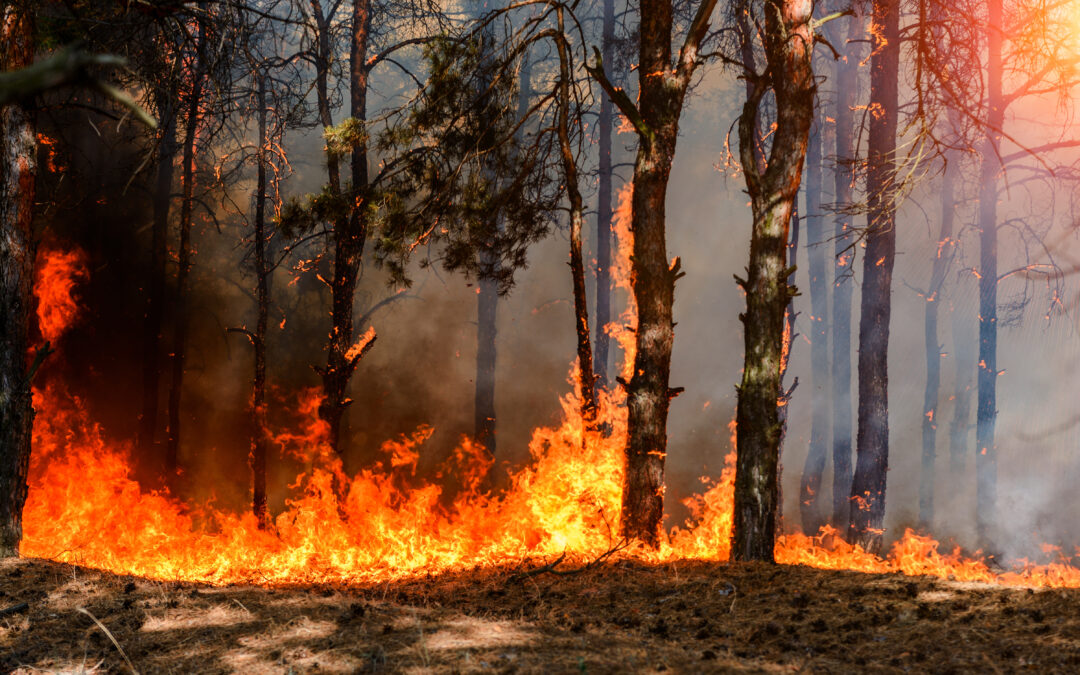 Risque Incendie – Feu de Forêt : alerte renforcée