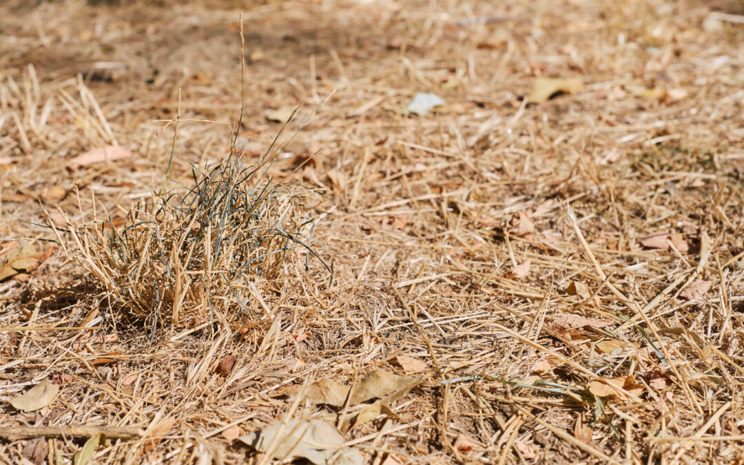 Sécheresse : mesures de restriction en vigueur